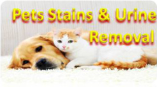 Cheap Pets Urine and Stains Removal